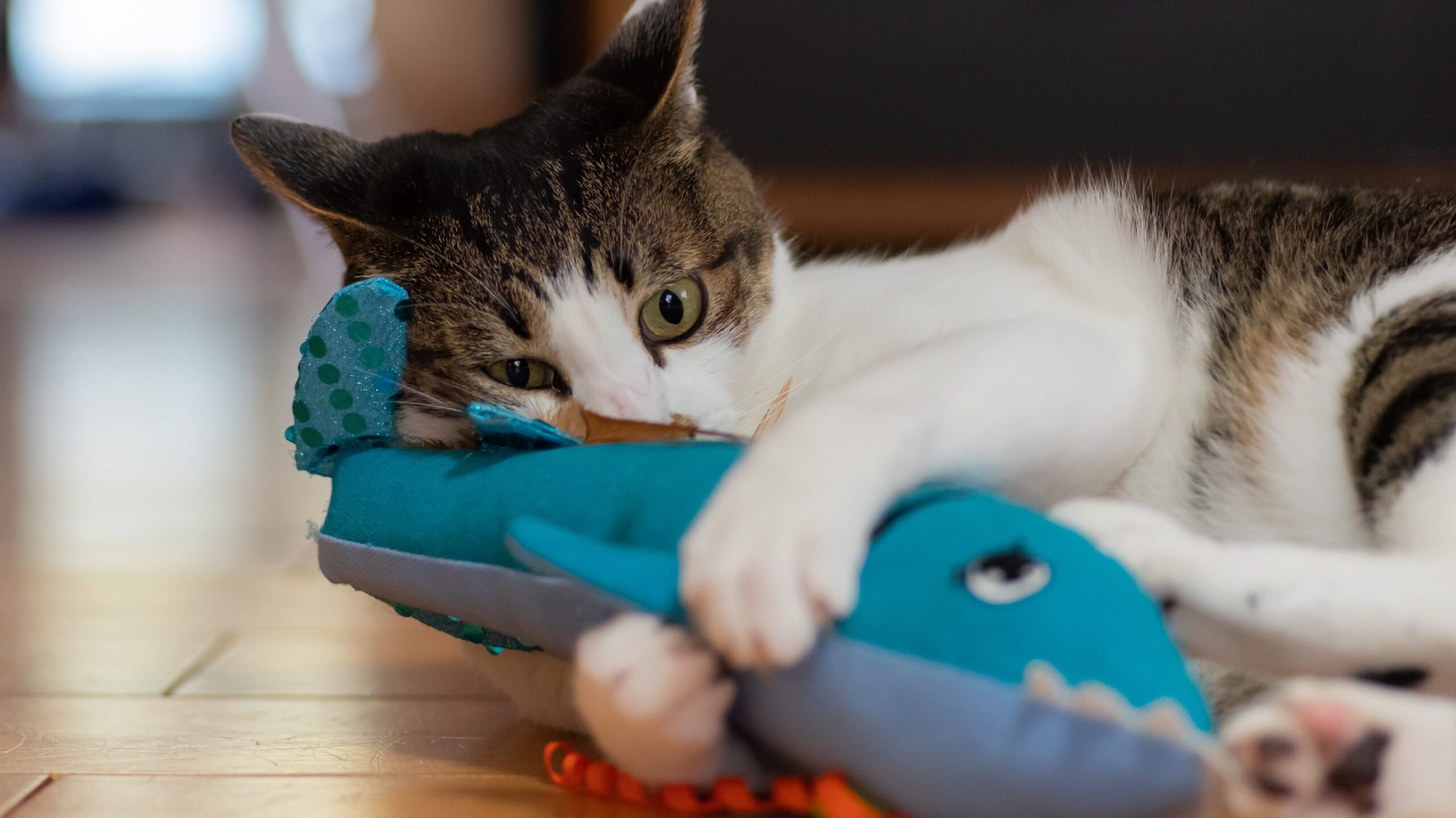 おもちゃを抱きしめてこちらを見つめる猫