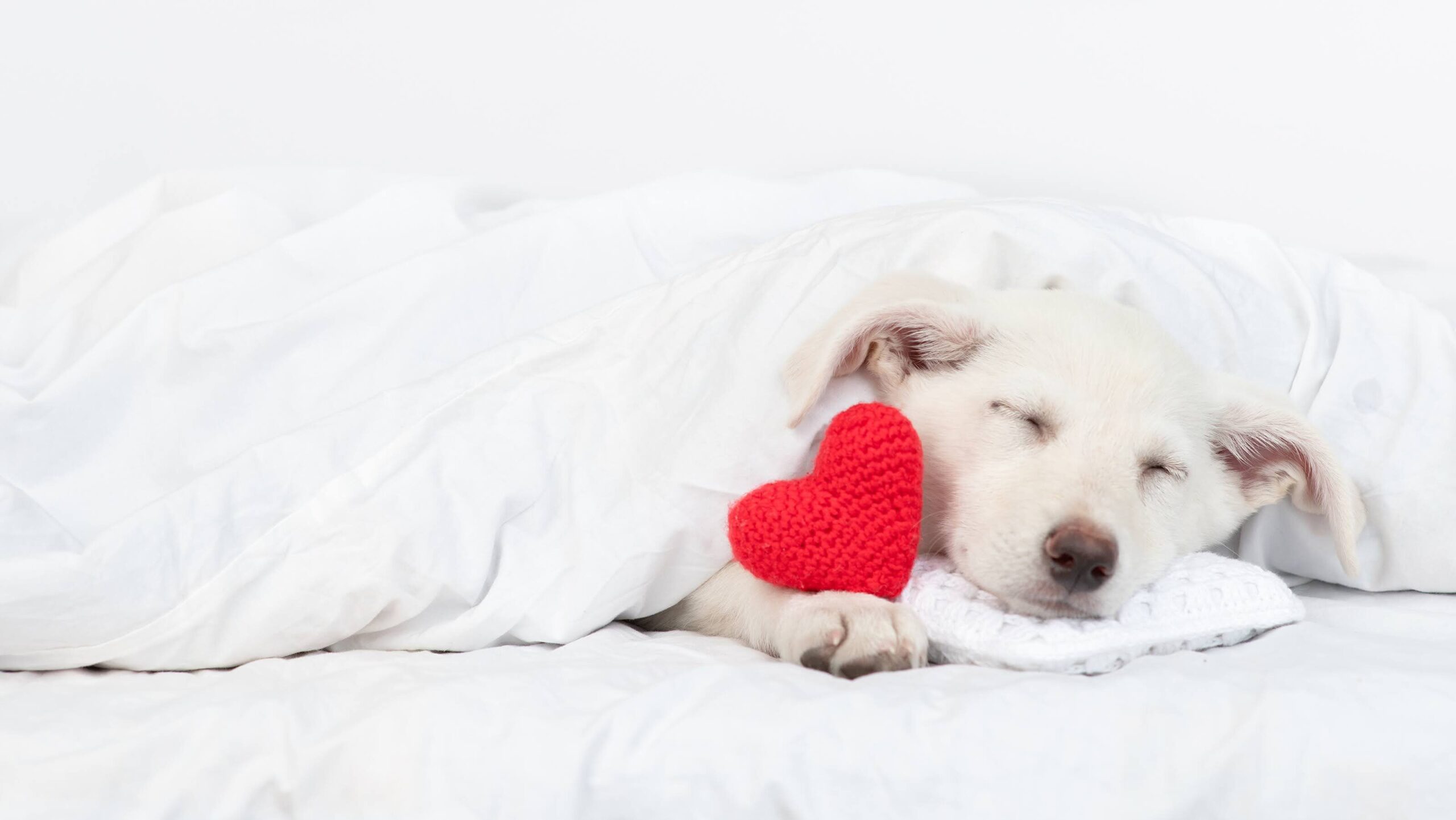Cute puppy sleeps on pillow under blanket on a bed at home with red heart. Empty space for text.