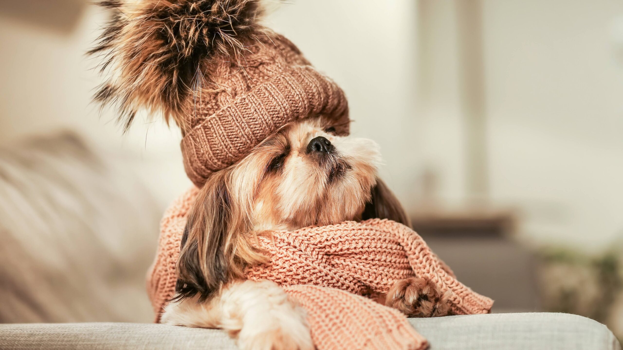 Cute dog in hat and with warm scarf at home. Concept of heating season