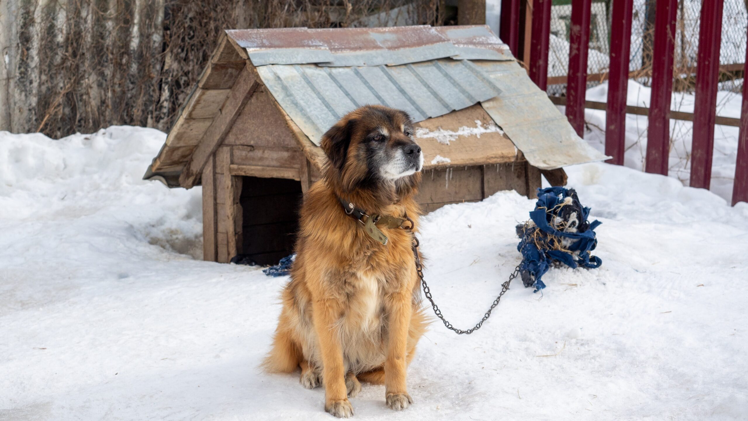 The yard dog sits near the kennel tied with a chain in winter. Dogs, home security