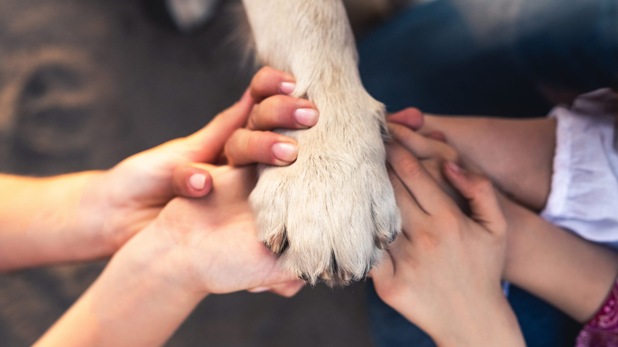Human hands and dog paw, top view