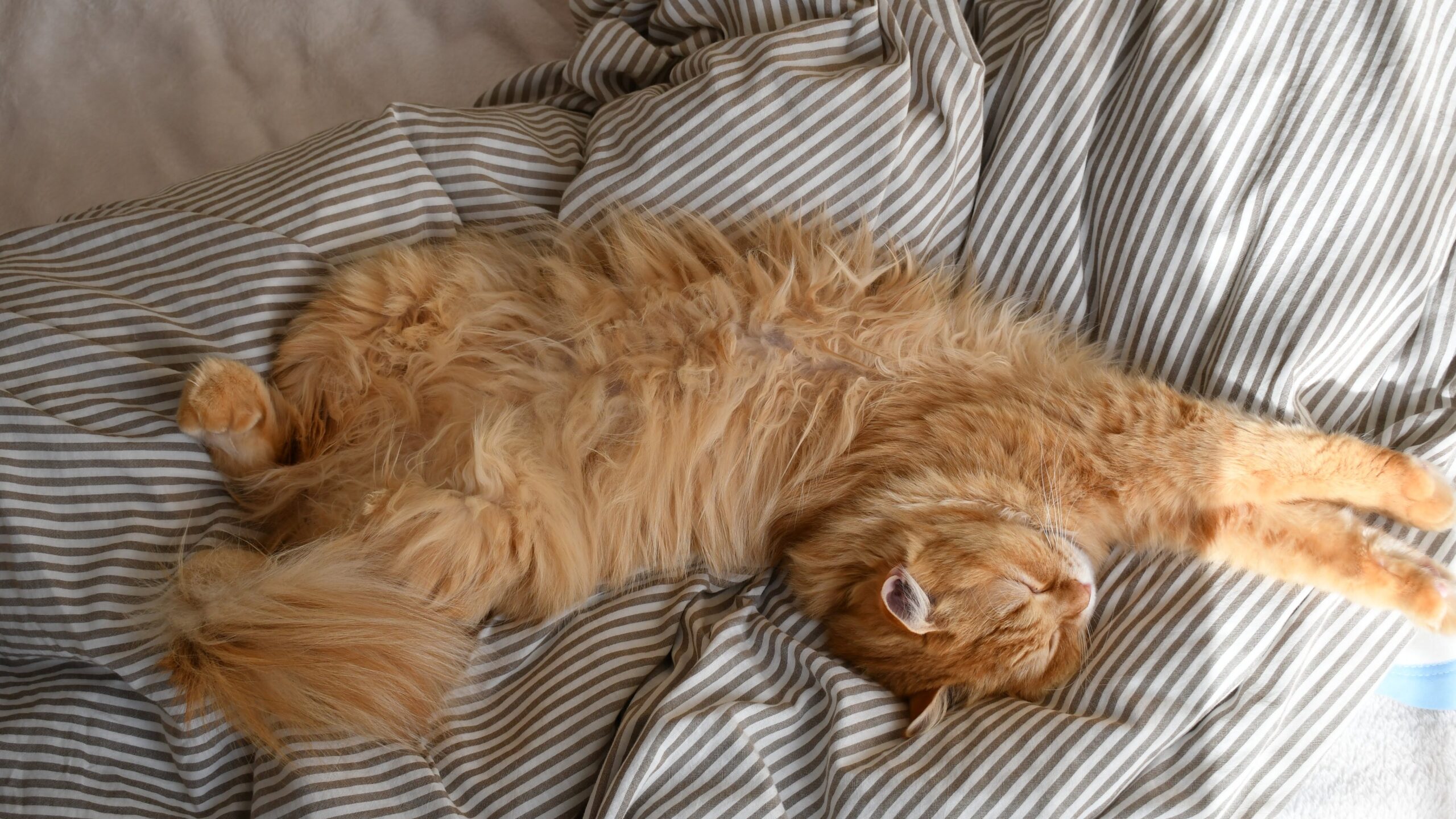 布団の上で寝ながらのびをしている猫