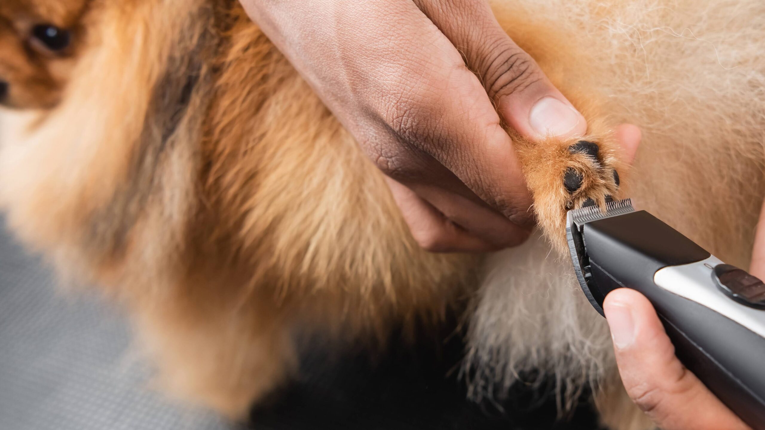 partial view of african american pet barber trimming furry dog, banner,stock image