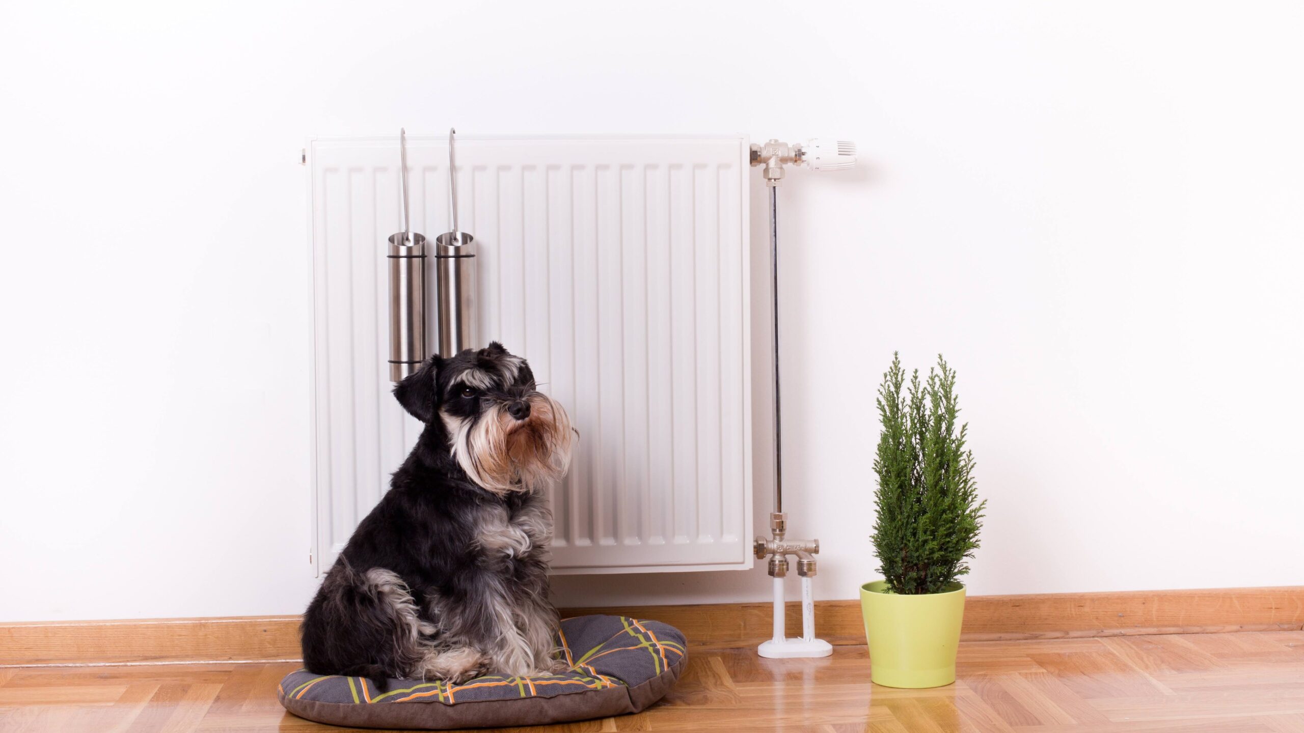 Good indoor climate concept. Dog sitting on the pillow in front of radiator with water containers for steam