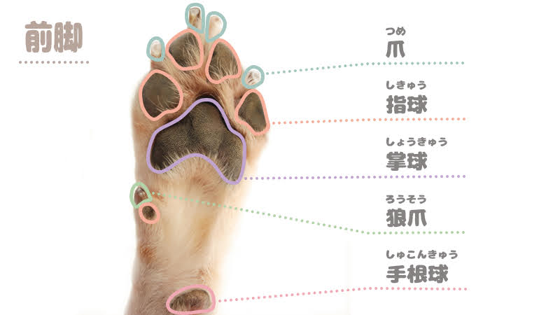 犬の前脚の説明