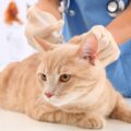【獣医師執筆】猫にワクチン接種は必要？接種時期や種類、副作用なども解説