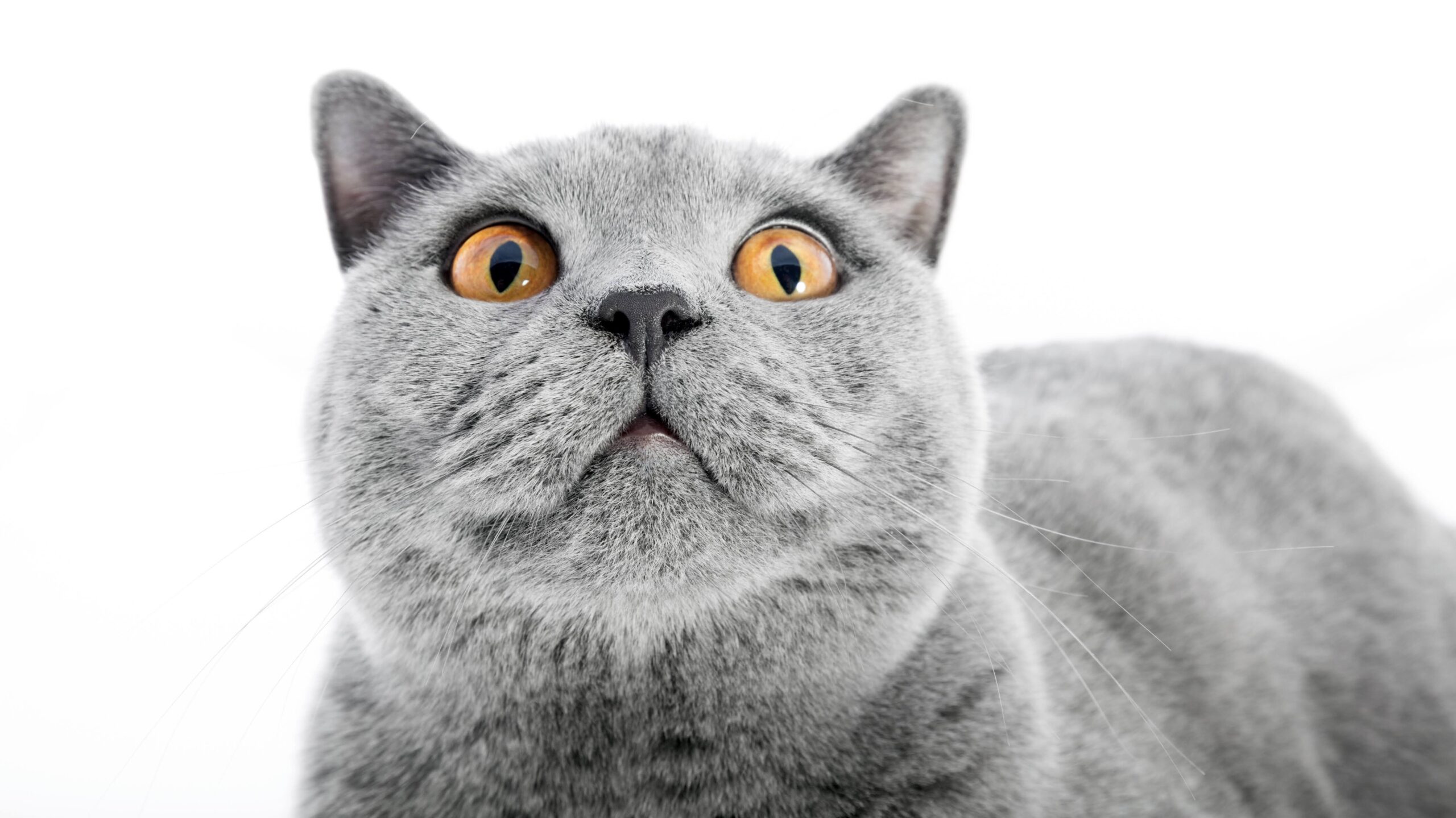 British Shorthair cat isolated on white. Surprised, wtf expression