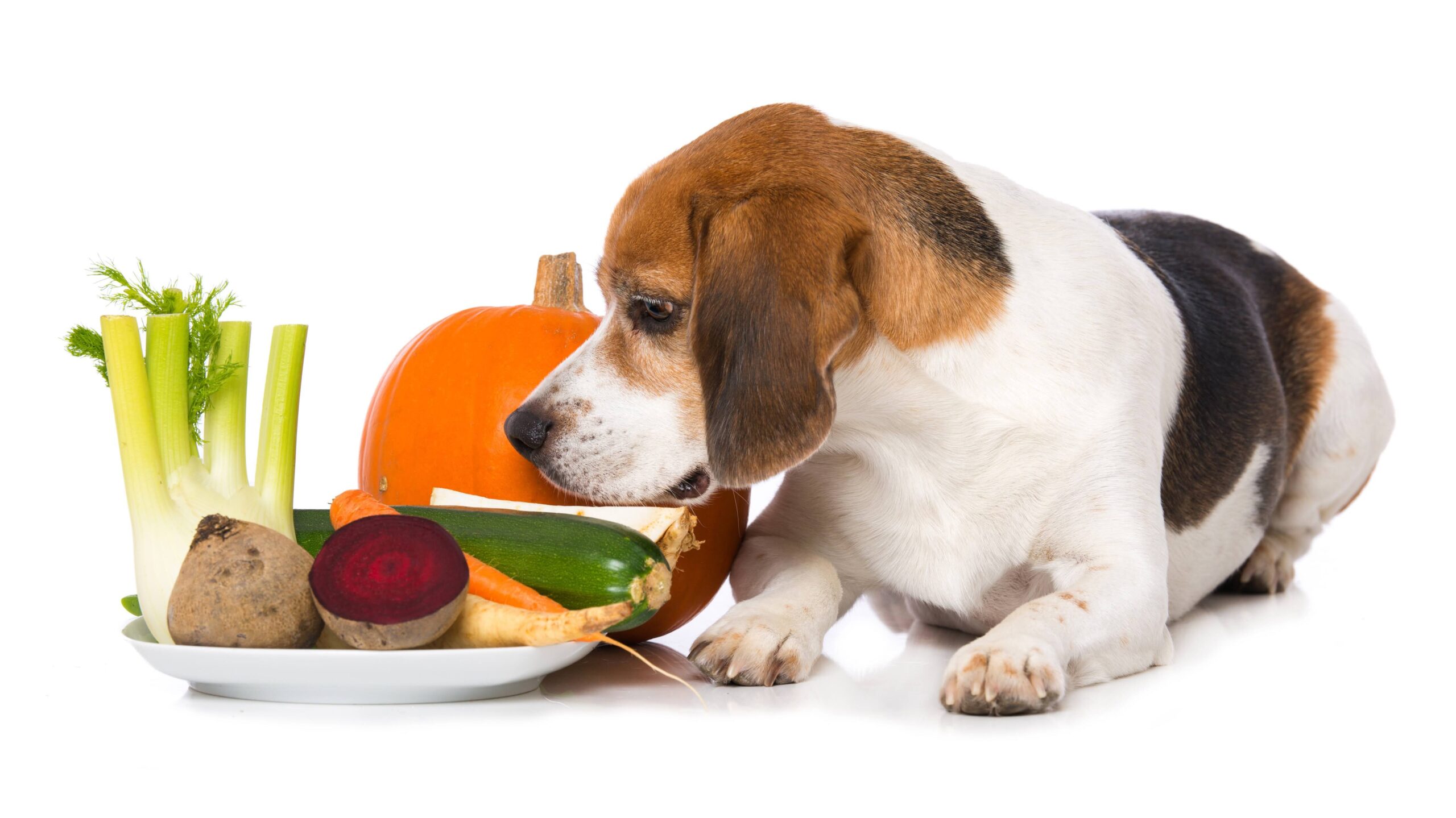 Beagle dog with vegetables isolated on white background