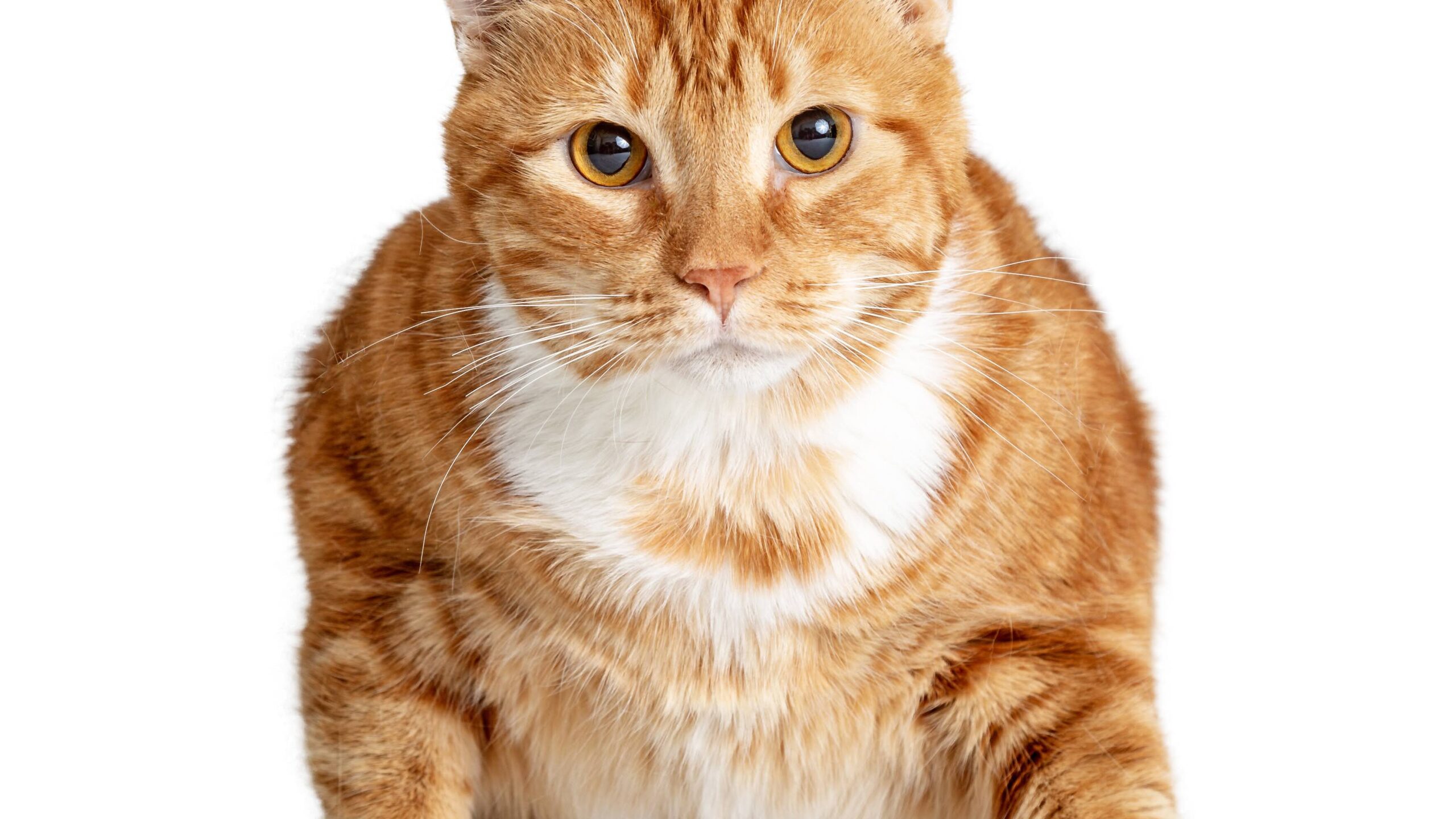 Overweight fat orange tabby cat sitting looking at camera. Isolated on white.