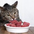 【獣医師執筆】猫に生肉はあげちゃダメ！理由や症状を詳しく解説、鶏も豚も牛もNG