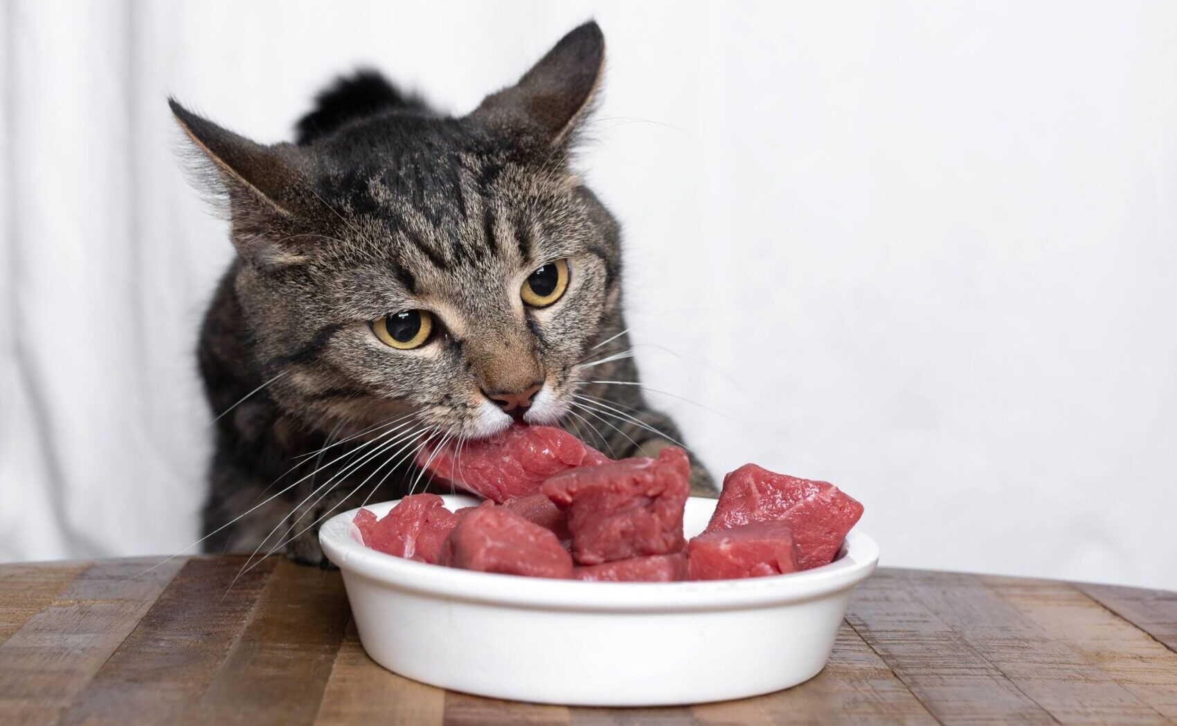 【獣医師執筆】猫に生肉はあげちゃダメ！理由や症状を詳しく解説、鶏も豚も牛もNG