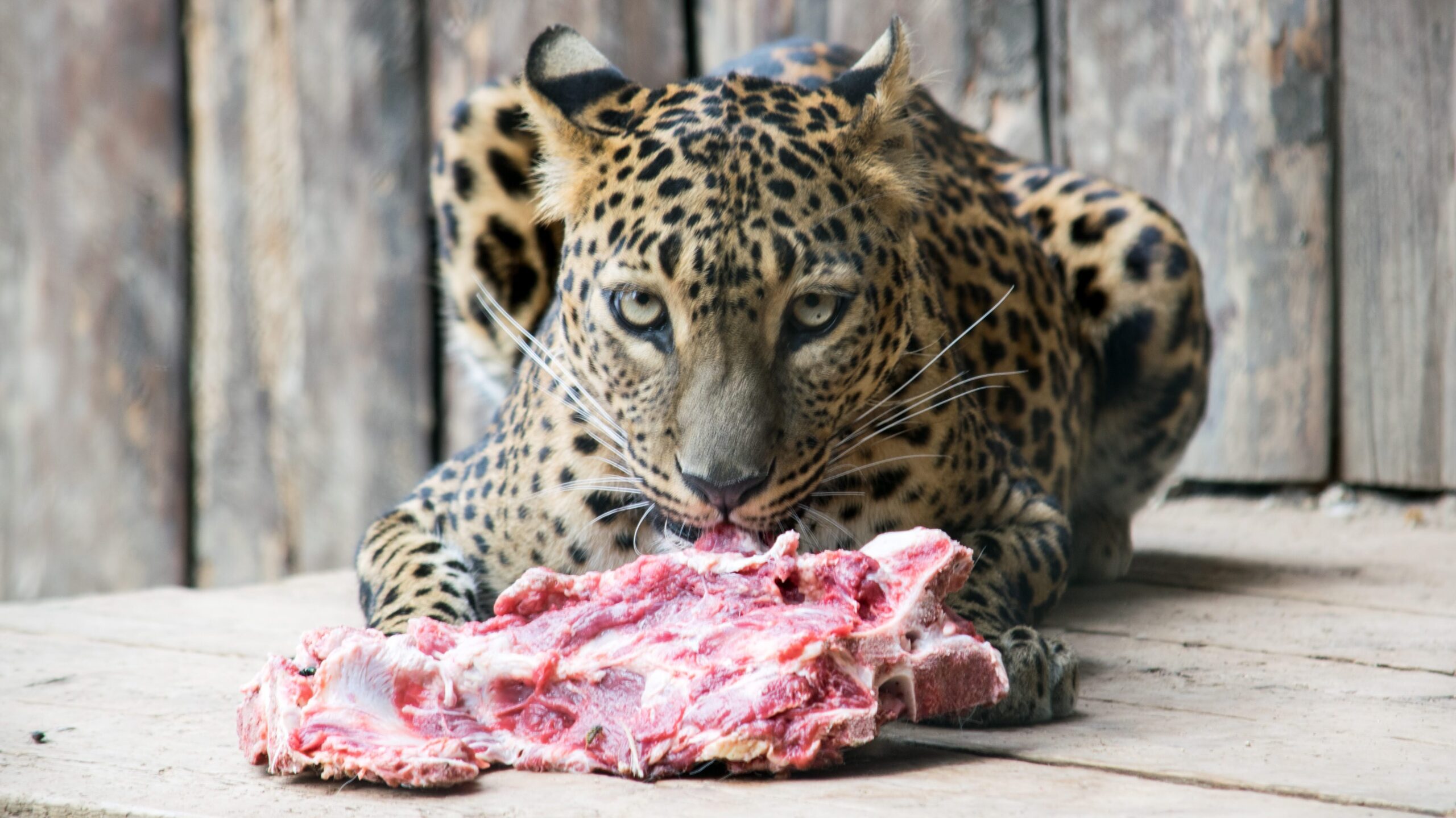 骨付き肉を食べようとしている豹