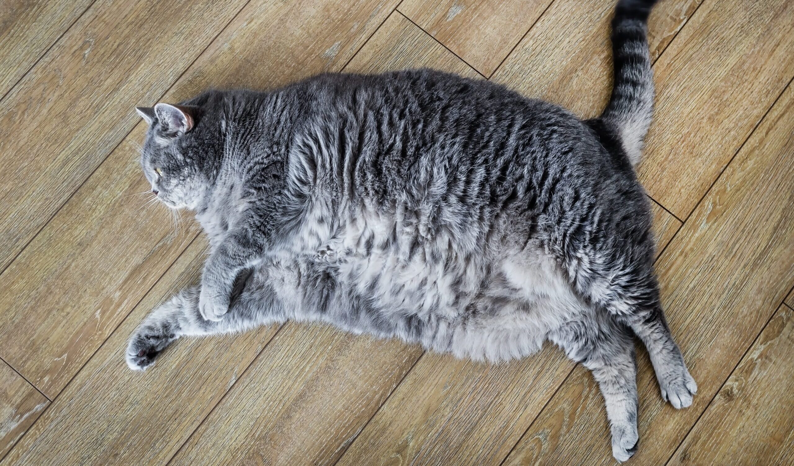 【獣医師執筆】猫のダイエットどうしたらいい？そもそも肥満？運動、食事、期間など詳しく解説