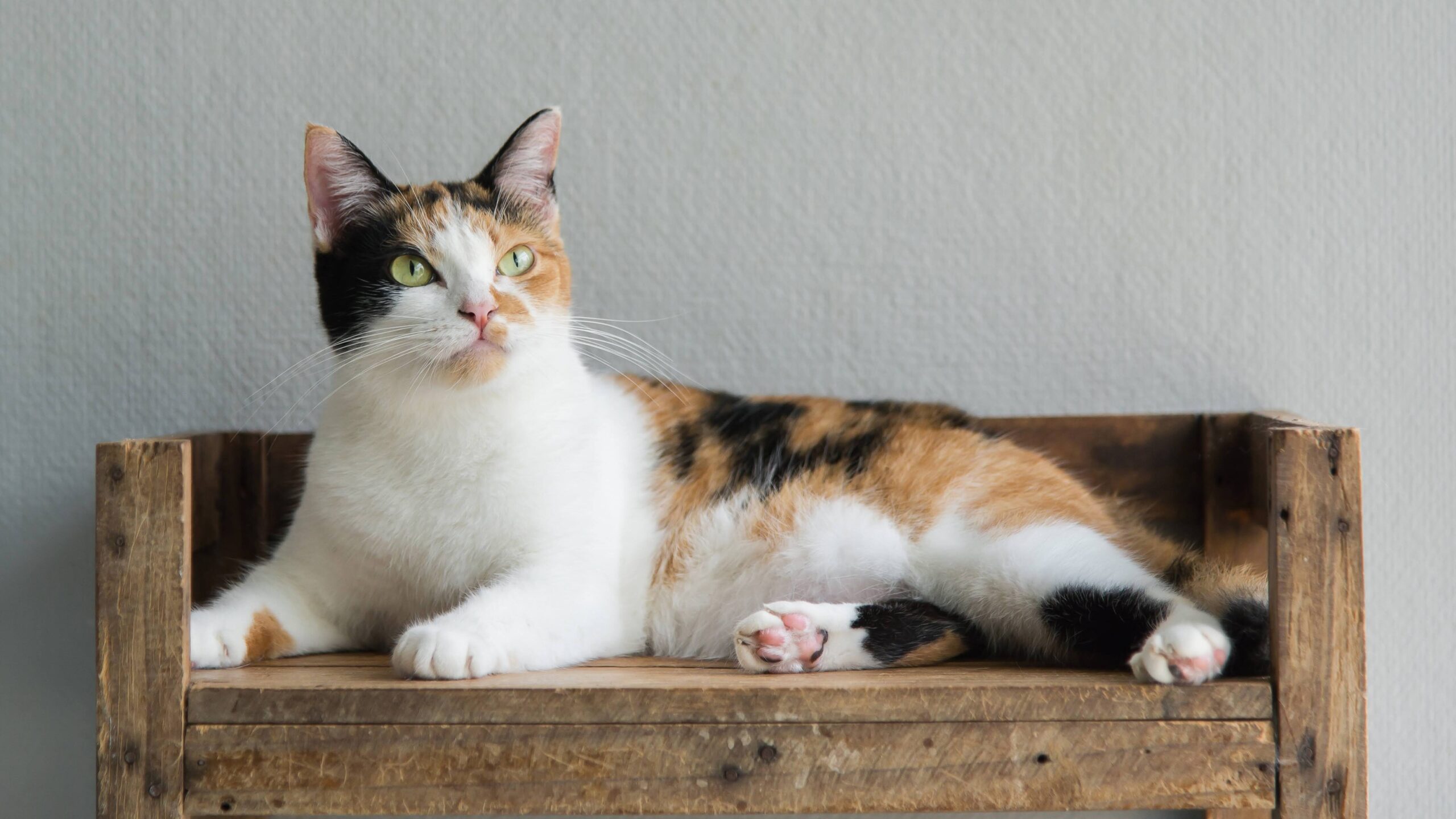 Cute calico cat lying and looking on old wood shelf