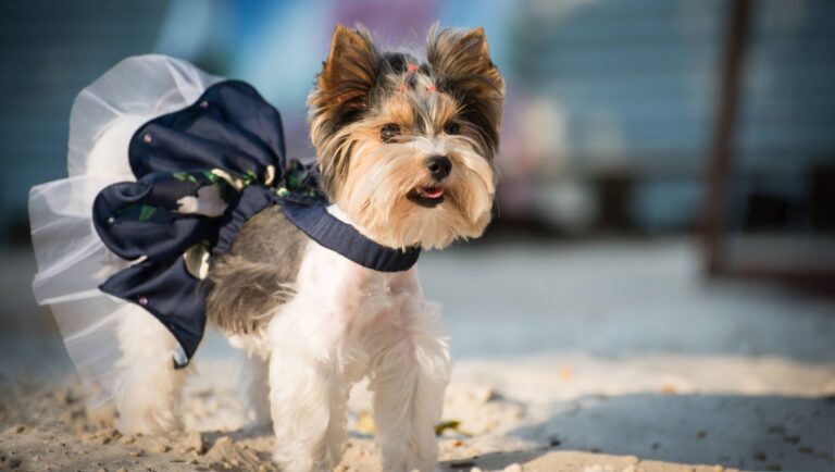 【獣医師執筆】犬の避妊手術はするべき？時期や費用、メリット、デメリットなどを詳しく解説
