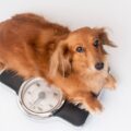 【獣医師執筆】犬のダイエット！肥満チェック方法や注意点を紹介。食事と運動で成功させよう！