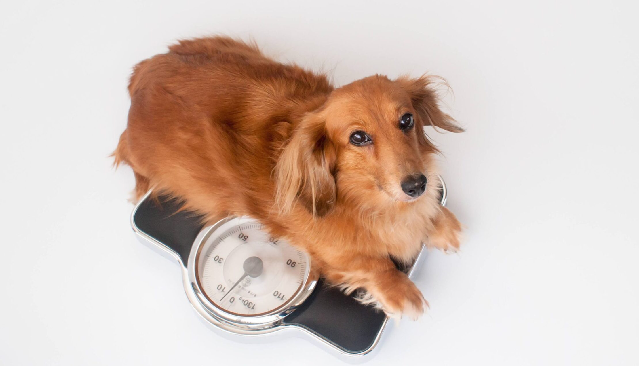 【獣医師執筆】犬のダイエット！肥満チェック方法や注意点を紹介。食事と運動で成功させよう！