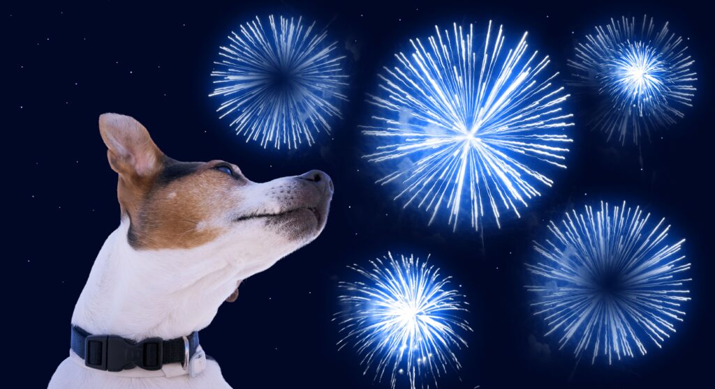 Dog muzzle jack russell terrier against the sky with blue fireworks. Safety of pets during fireworks concept