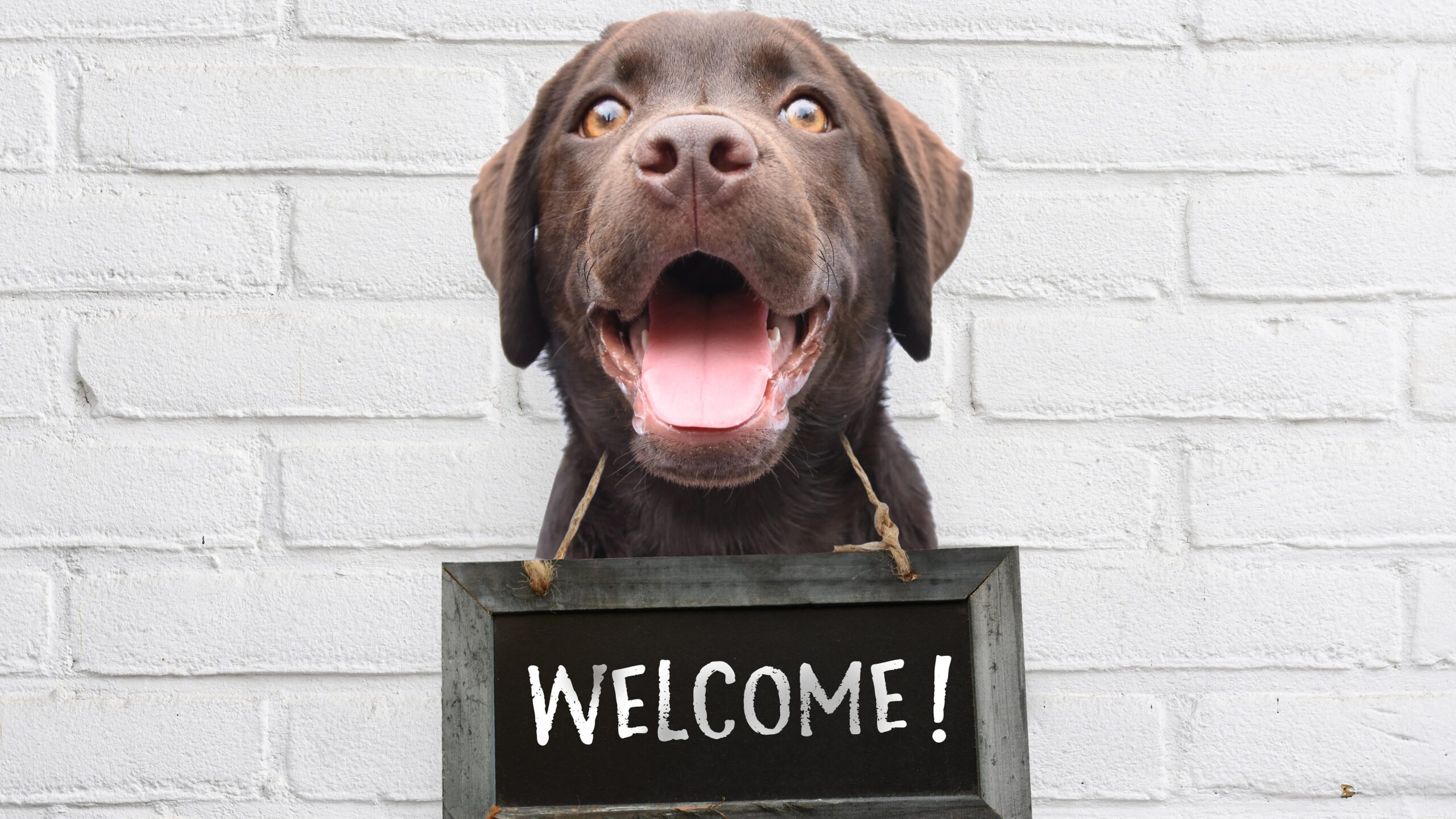 Happy dog with chalkboard with welcome text says hello welcome we’re open against white brick outdoor wall