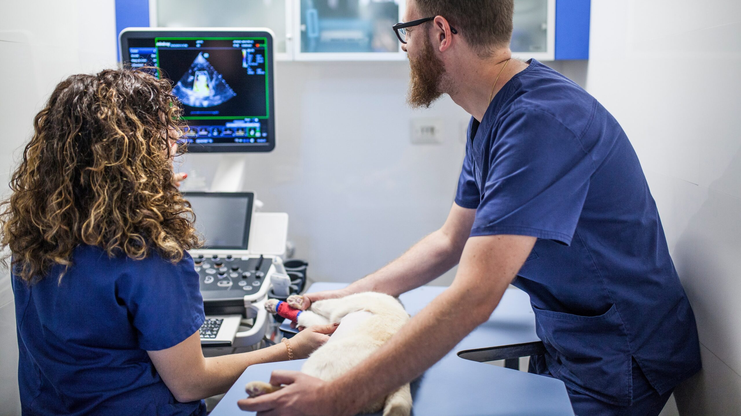 redhead man and woman veterinary doctors practice abdominal ultrasound on a cat