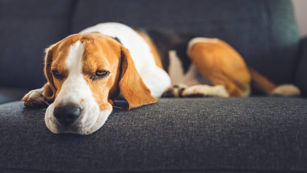 Beagle dog lying on the sofa. Pets on furniture concept
