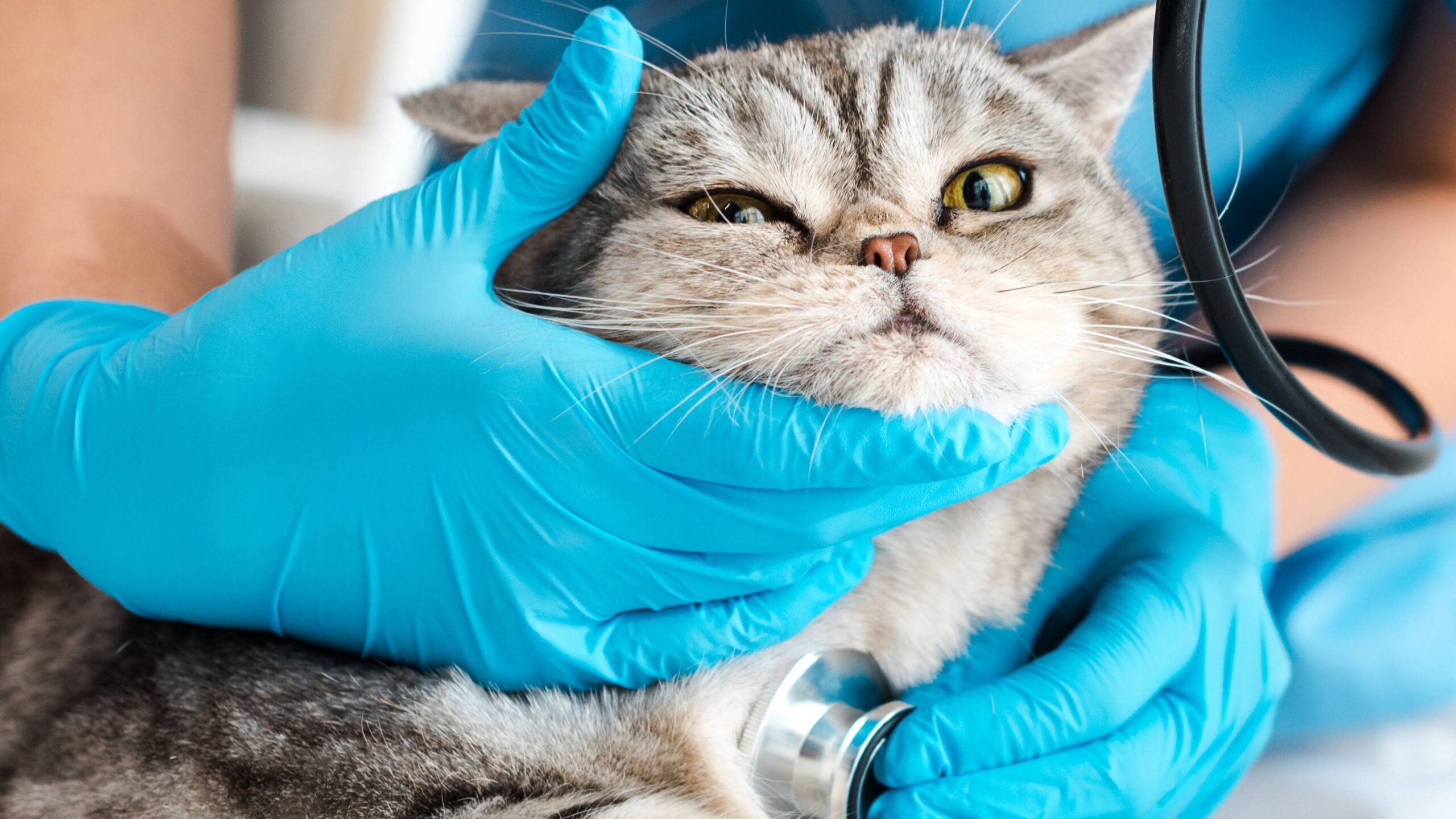 partial view of veterinarian examining tabby scottish straight cat with stethosope, panoramic shot