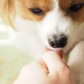 【獣医師執筆】犬が飼い主の手や顔を舐めるのはなぜ？愛犬の気持ちや、やめさせたい時の対処法など
