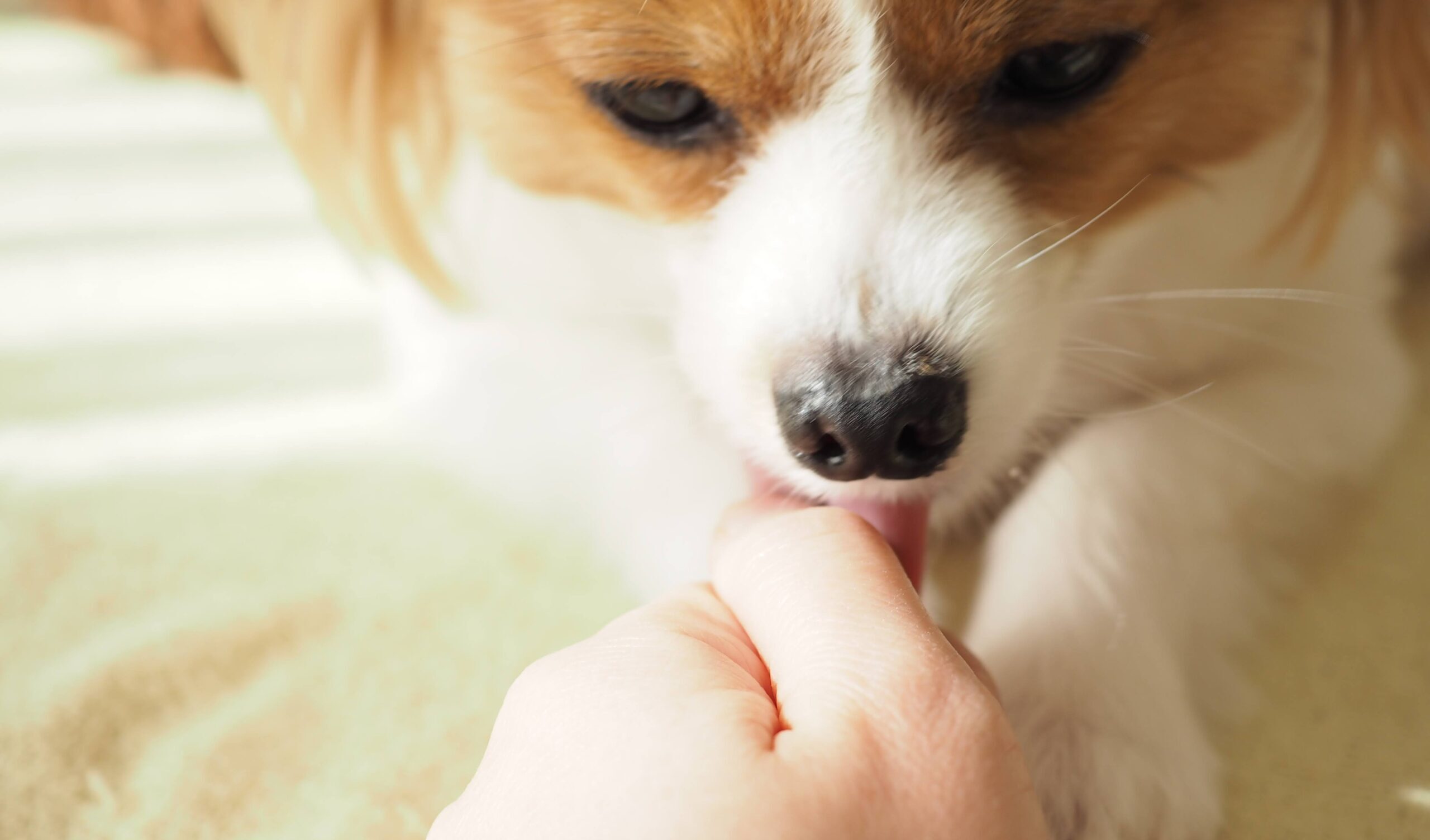 犬 口 を なめる