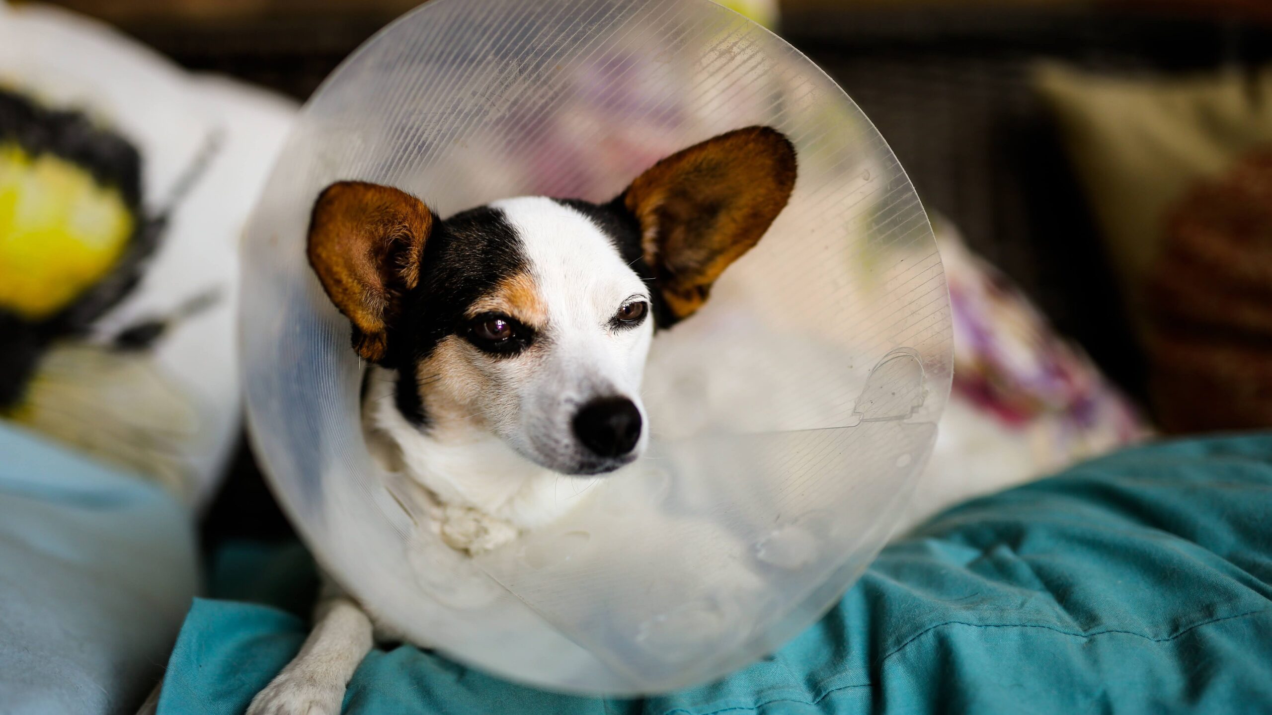 A small Jack Russell cross Papillon puppy wearing a protective cone after having an operation at the vets