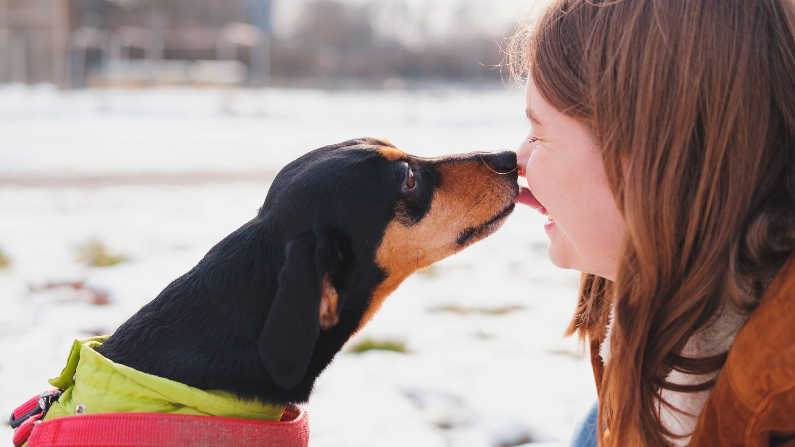 Lovely dachshund kissing her owner at a walk. Being happy with pets: dog licking a smiling young woman in the park