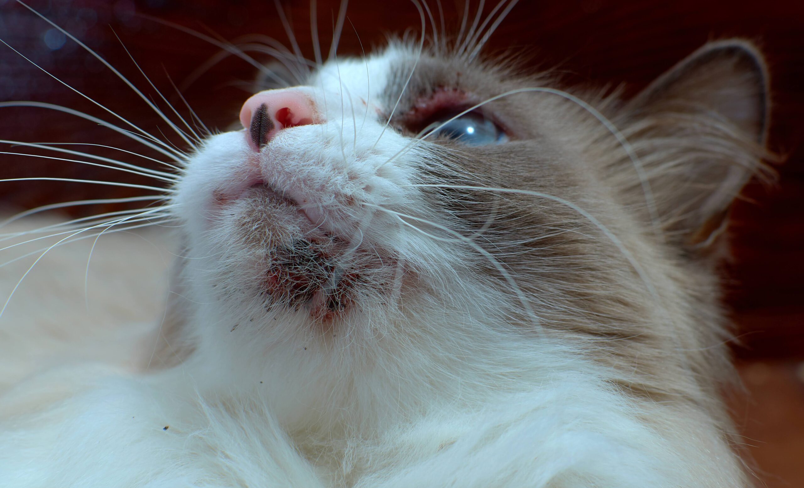 【獣医師執筆】猫の顎ニキビ（猫ニキビ）はなぜできる？拭き方、 薬などのケア方法を詳しく解説