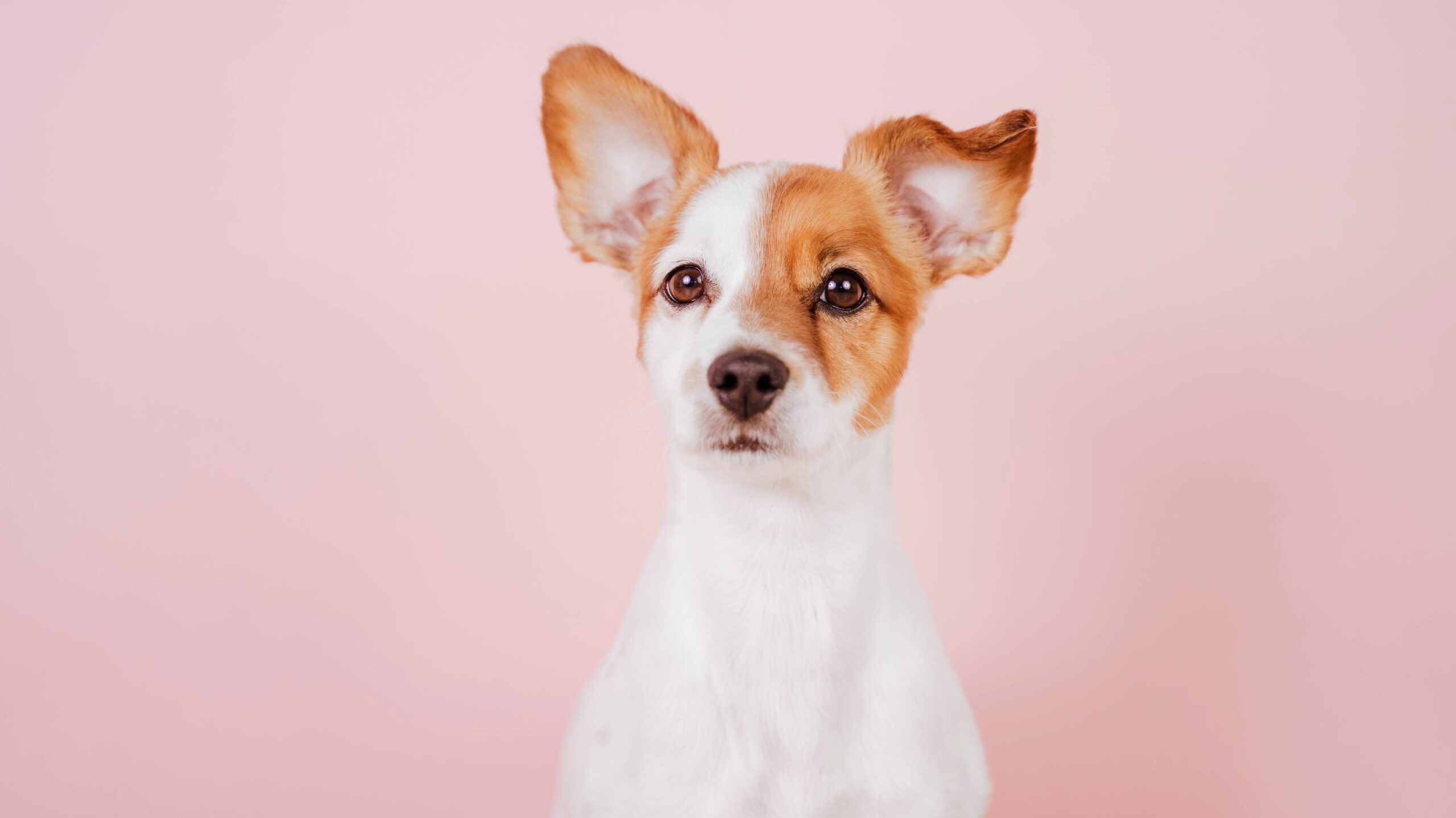 portrait of cute jack russell over pink background. Colorful, spring or summer concept