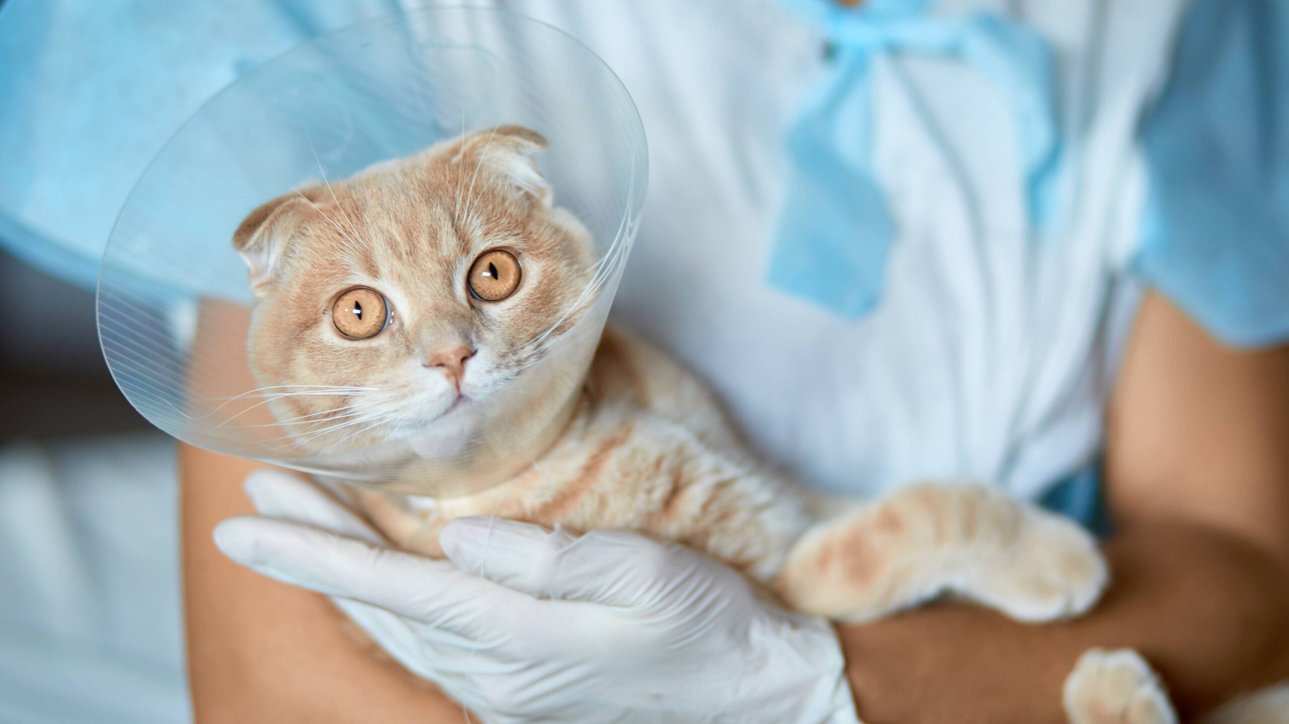 Female veterinarian doctor is holding on her hands a cat with plastic cone collar after castration, Veterinary Concept.