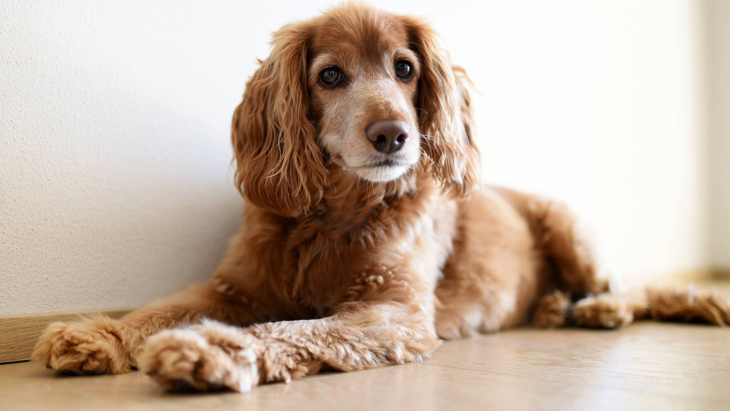 Cute blond cocker spaniel resting on the floor in a low angle view as the dog looks alertly at the camera indoors at home