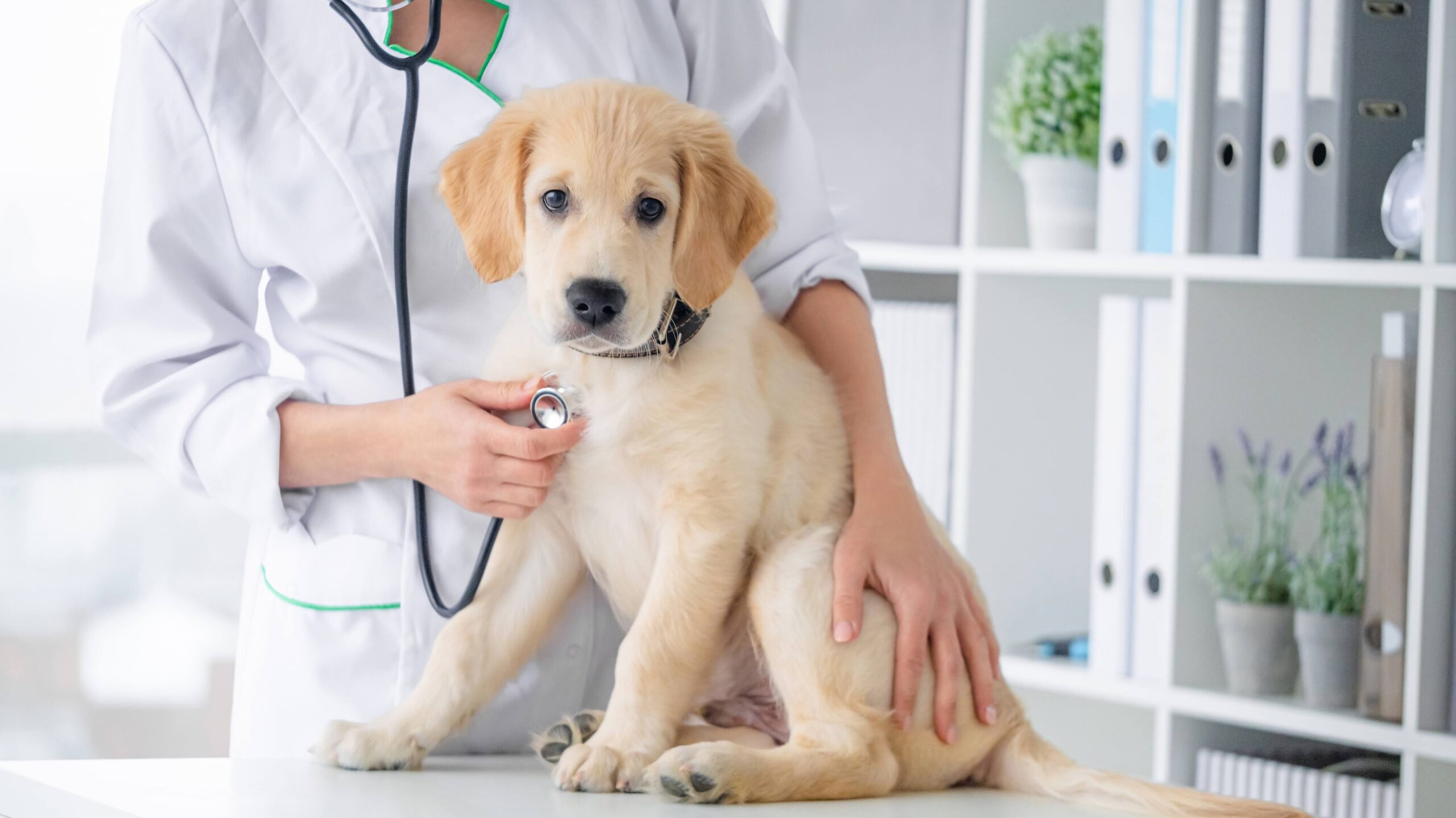 Examining of lovely dog by stethoscope in vet clinic