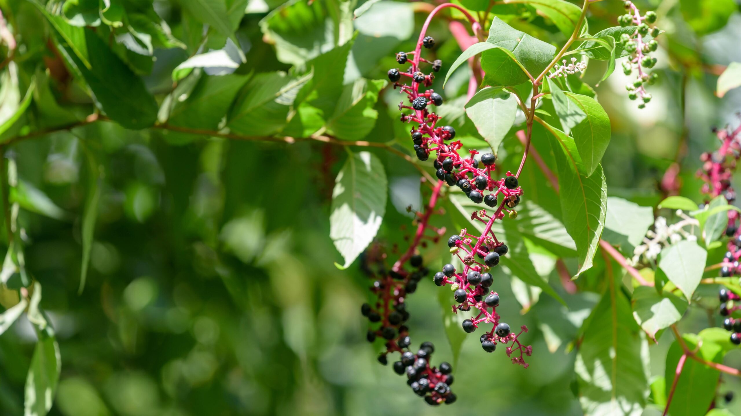  cluster of Pokeweed berries, American pokeweed