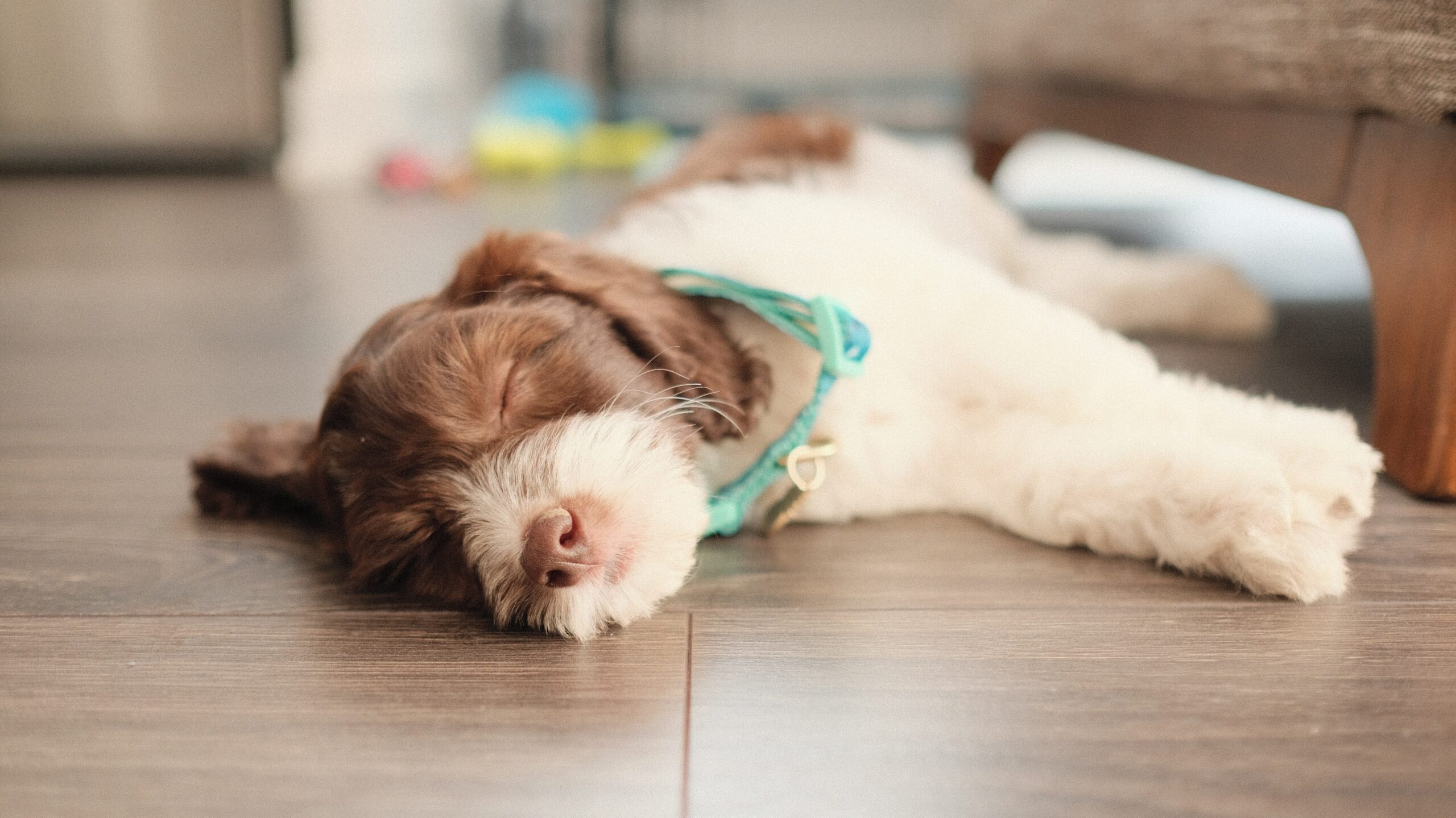 A sleeping labradoodle puppy on a wooden floor