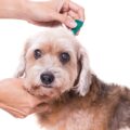 【獣医師執筆】犬猫のノミ・ダニ対策と見つけた際の対処法、予防などを詳しく解説。人間への影響は？