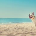 【獣医師執筆】犬の暑さ対策、エアコンなしはOK？快適に過ごすための工夫を詳しく解説