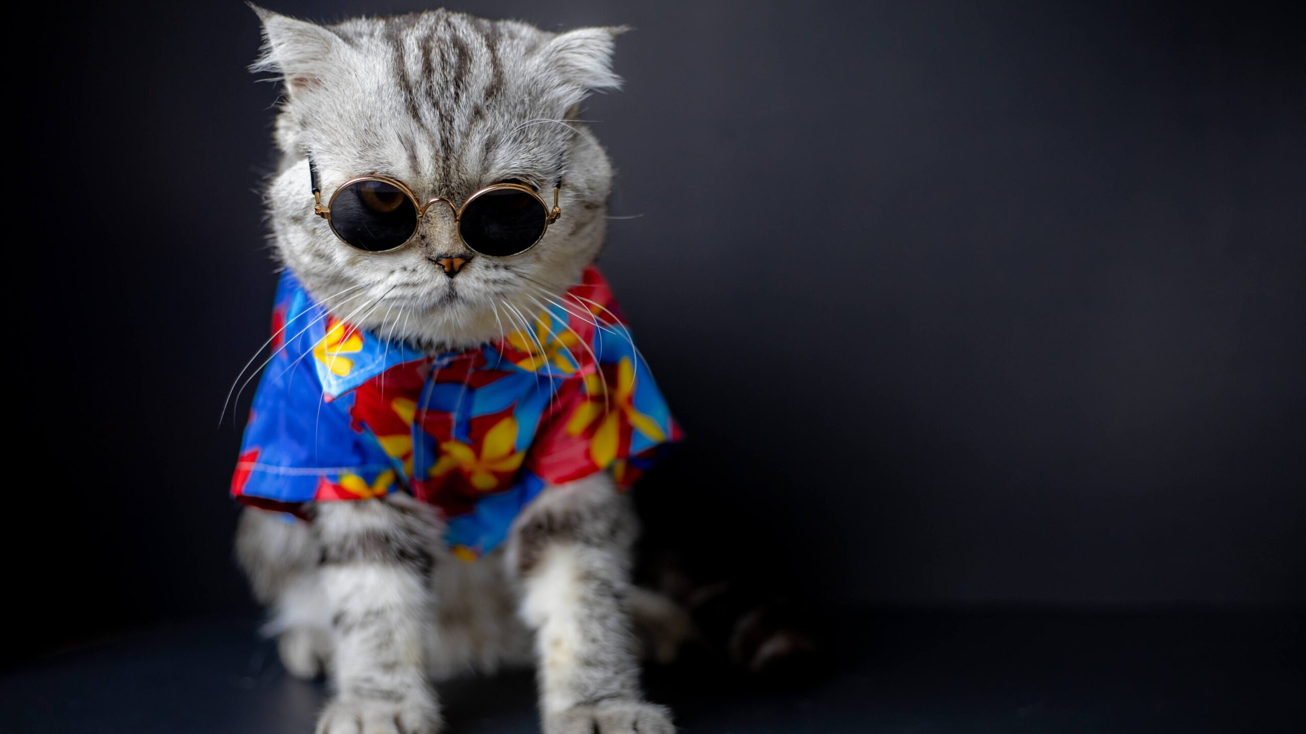 Scottish fold cat are wear sunglass and shirt in concept summer on the black background. Portrait scottish fold cat in the studio. Cat wearing a floral shirt