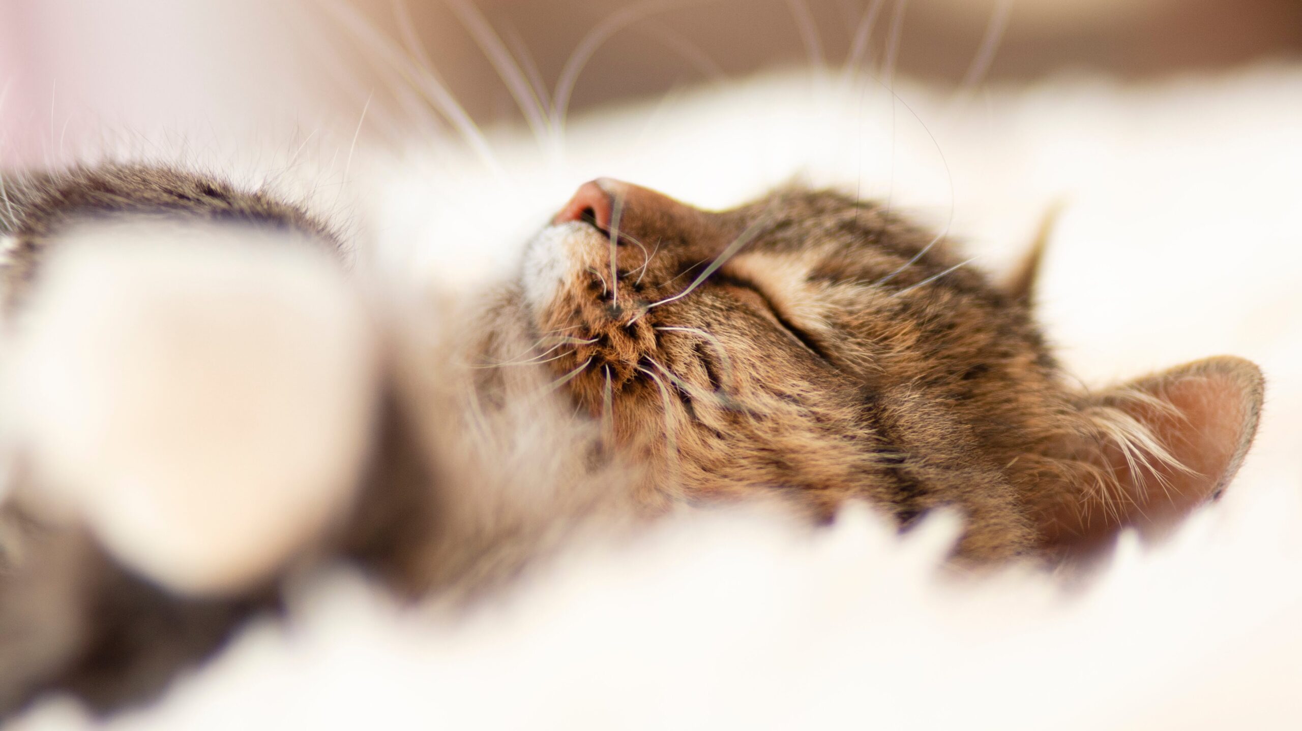 sleeping fluffy ginger Siberian cat lying on bed lying and relaxing, concept lovely pets