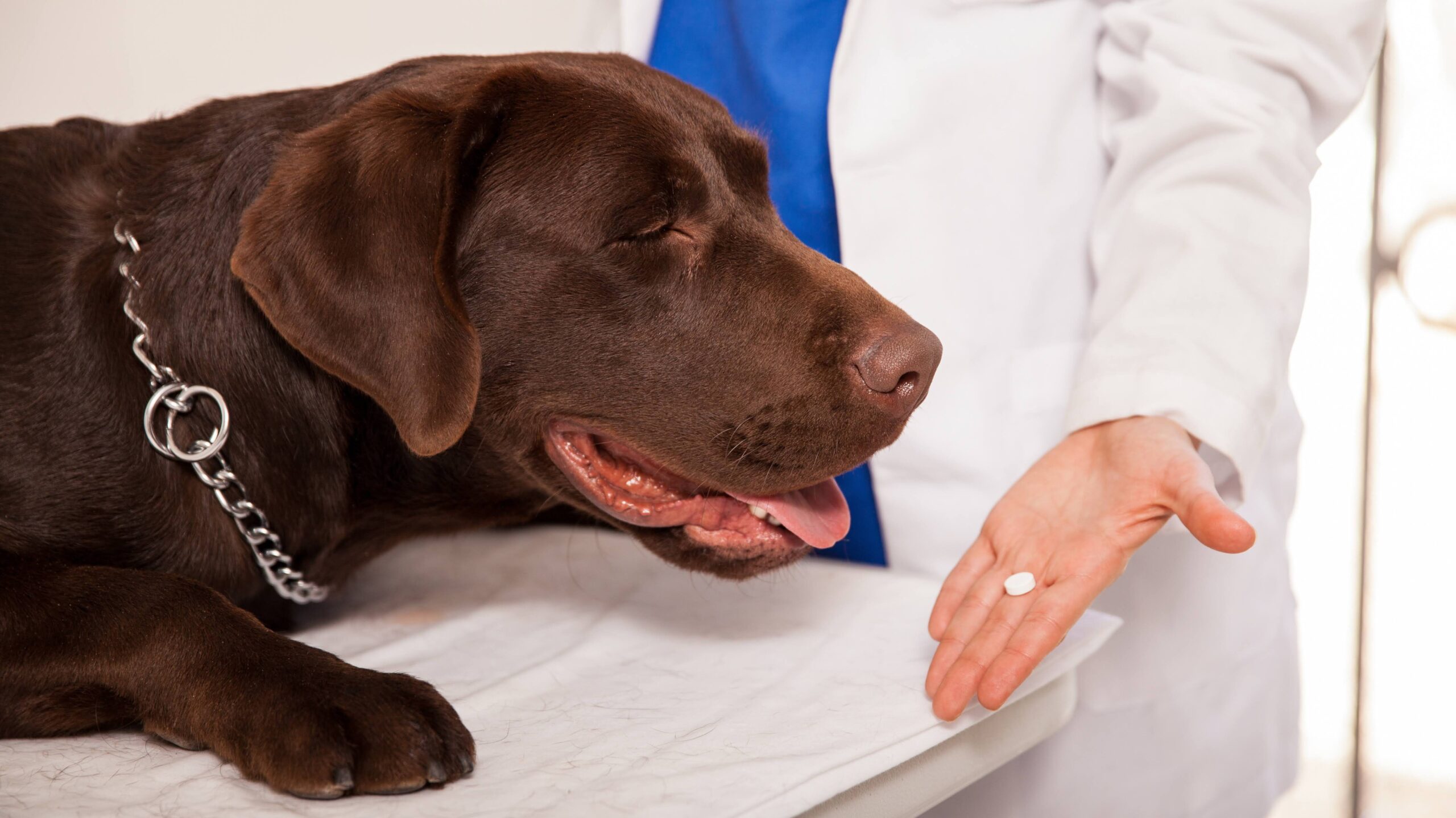 Closeup of a female veterinarian giving a pill to a brown labrador in a clinic