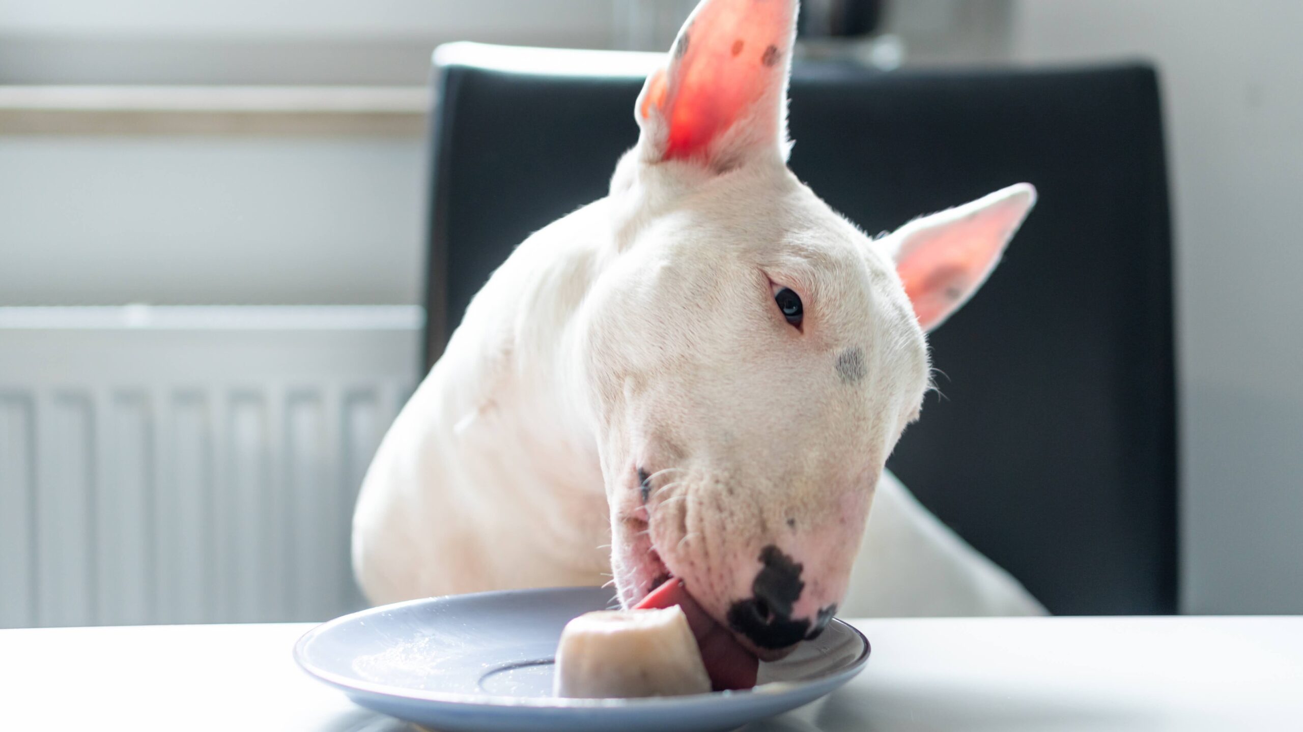 Bull terrier dog sitting on the chair and licking ice cream on kitchen table