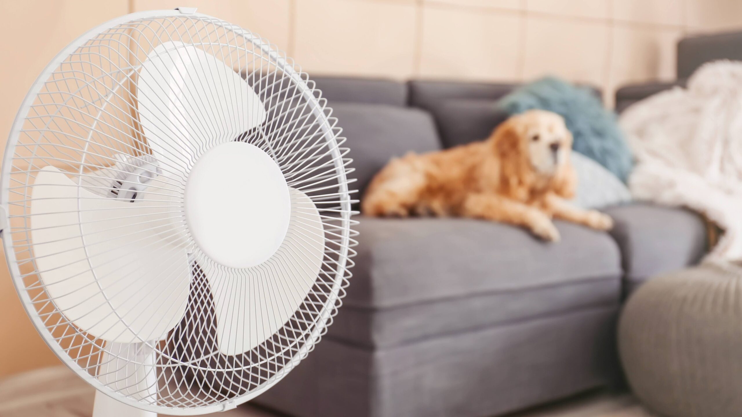 Operating electric fan and cute dog in room