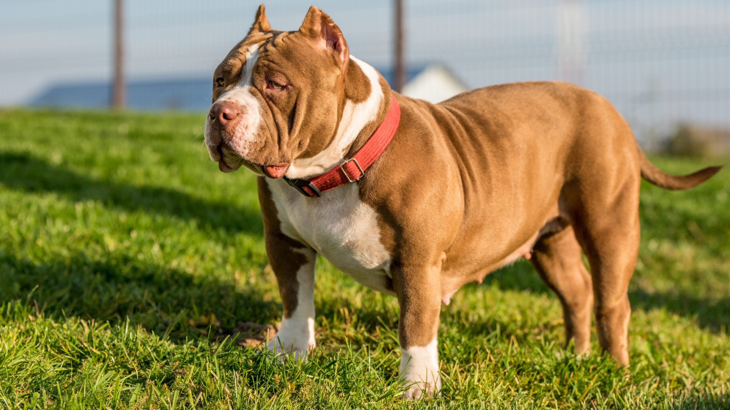 Chocolate brown color American Bully male dog is on green grass. Medium sized dog with a muscular body