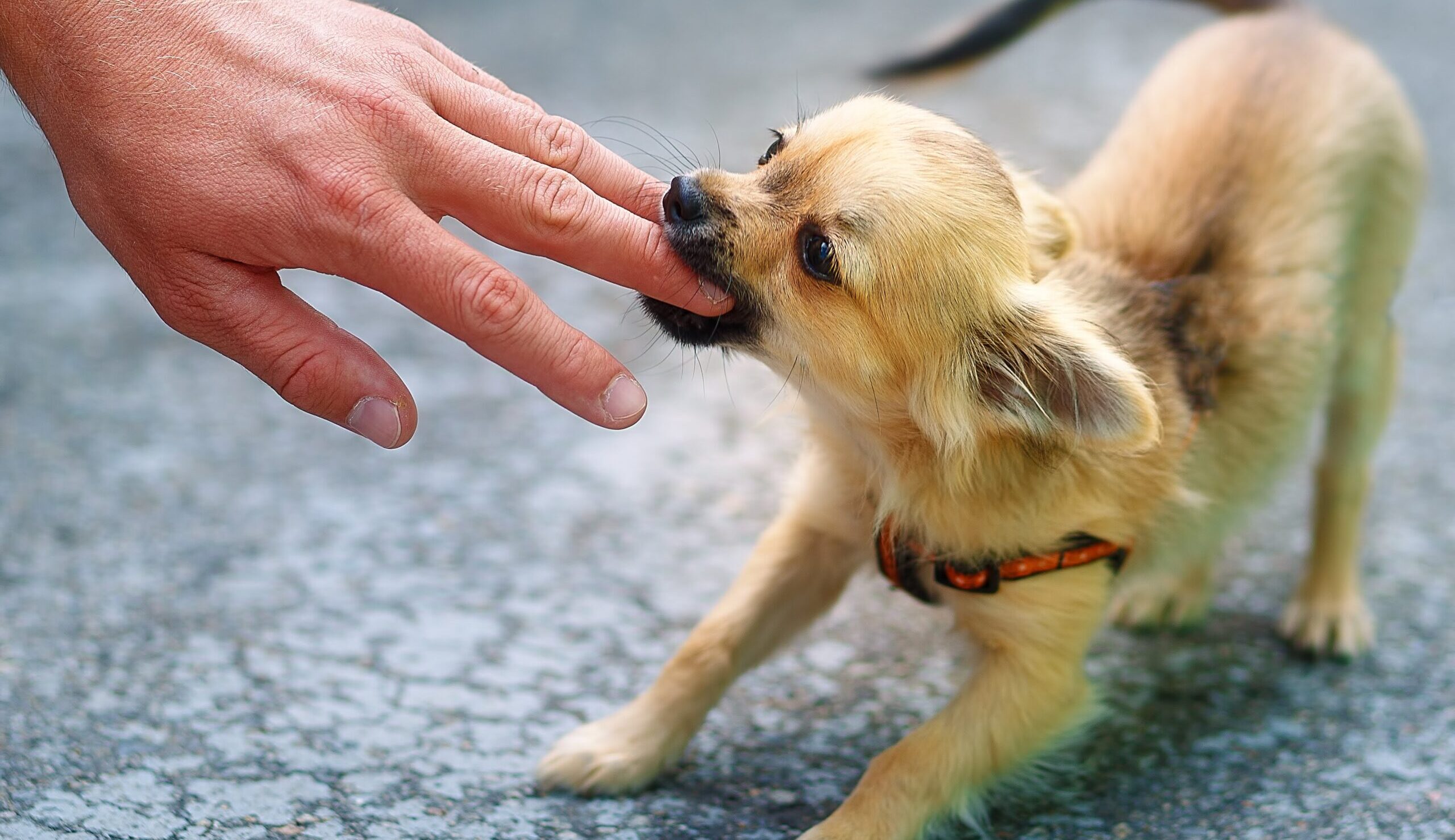 犬に噛み癖をつけない、直すにはどうしたらいい？犬が飼い主を噛む原因と対処法