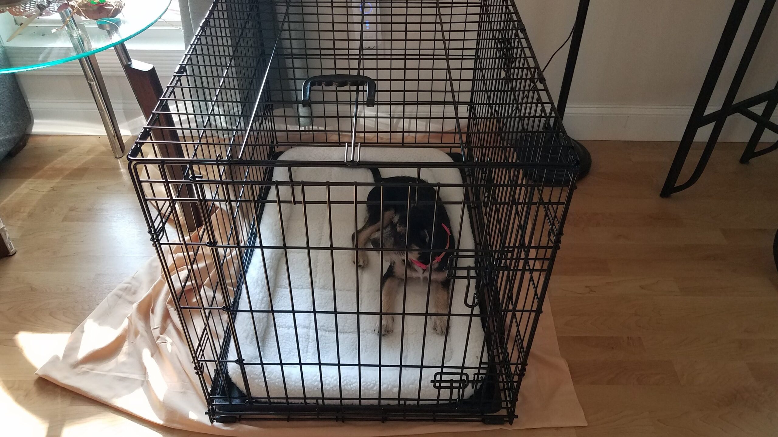 black and white dog or puppy in metal cage or crate