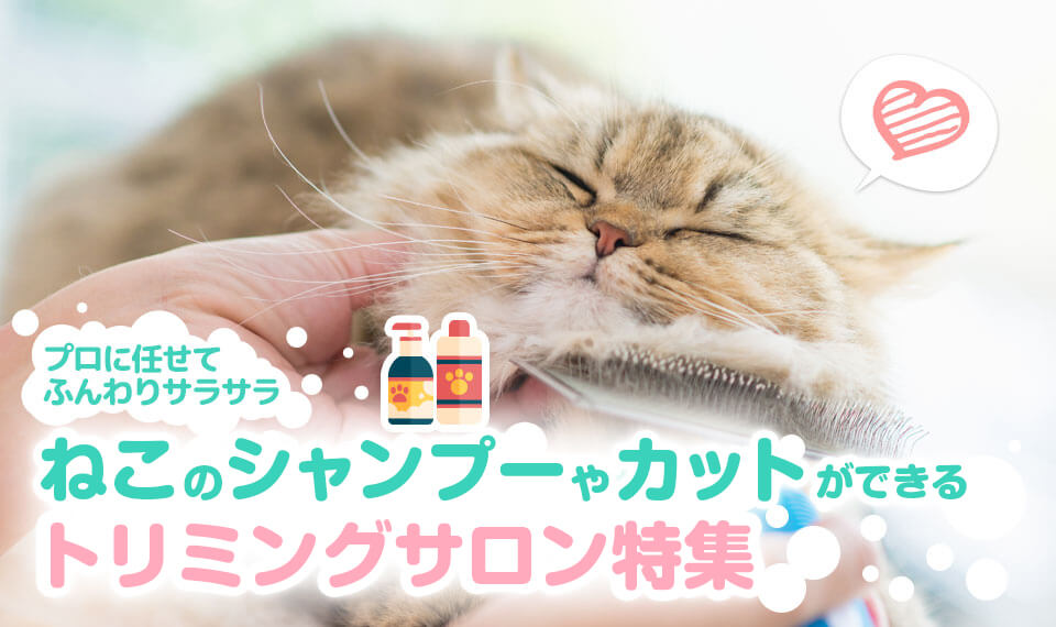大阪府で猫のシャンプーができるトリミングサロン特集