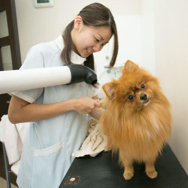 西ヶ原ローズ動物病院 トリマー写真