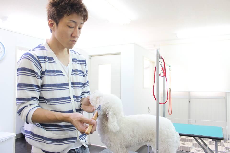 Dog Salon Regista ドッグサロン レジスタ 埼玉県さいたま市桜区 Eparkペットライフ